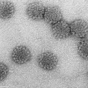 Papilloma virus L1 capsid proteins