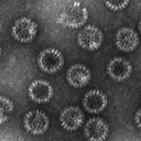 Rotavirus